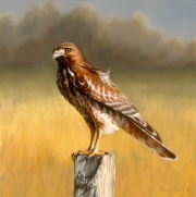Cooper's Hawk