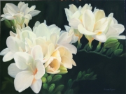 White Fresias