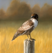 Young Red Tailed Hawk